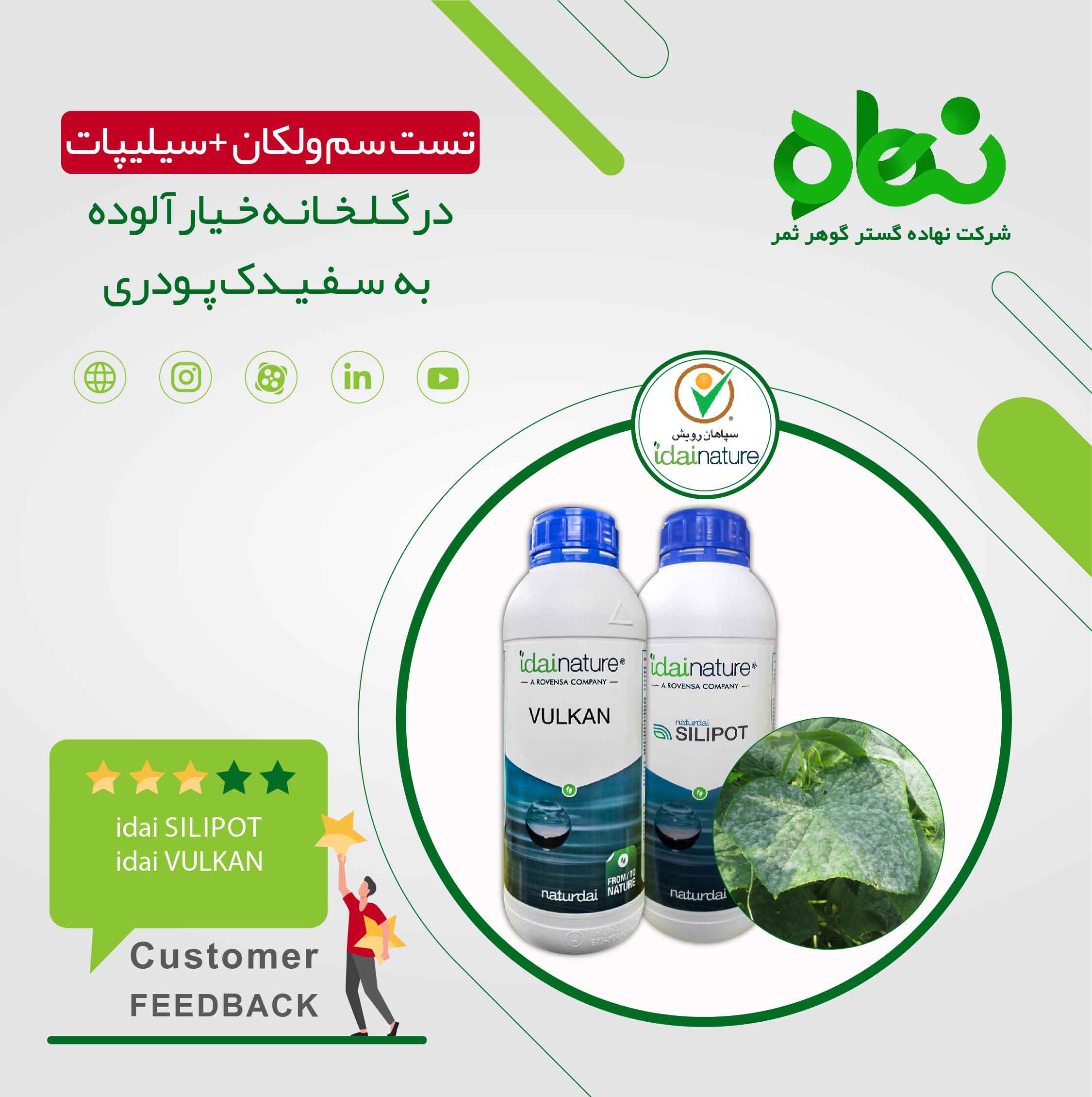 تست سم ولکان + سیلیپات در گلخانه خیار آلوده به سفیدک پودری